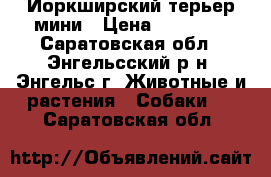 Йоркширский терьер мини › Цена ­ 12 000 - Саратовская обл., Энгельсский р-н, Энгельс г. Животные и растения » Собаки   . Саратовская обл.